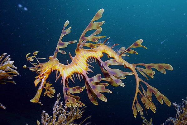 A not at all imaginary leafy sea dragon. Photo by James Rosindell - Own work, CC BY-SA 4.0, https://commons.wikimedia.org/w/index.php?curid=45692802